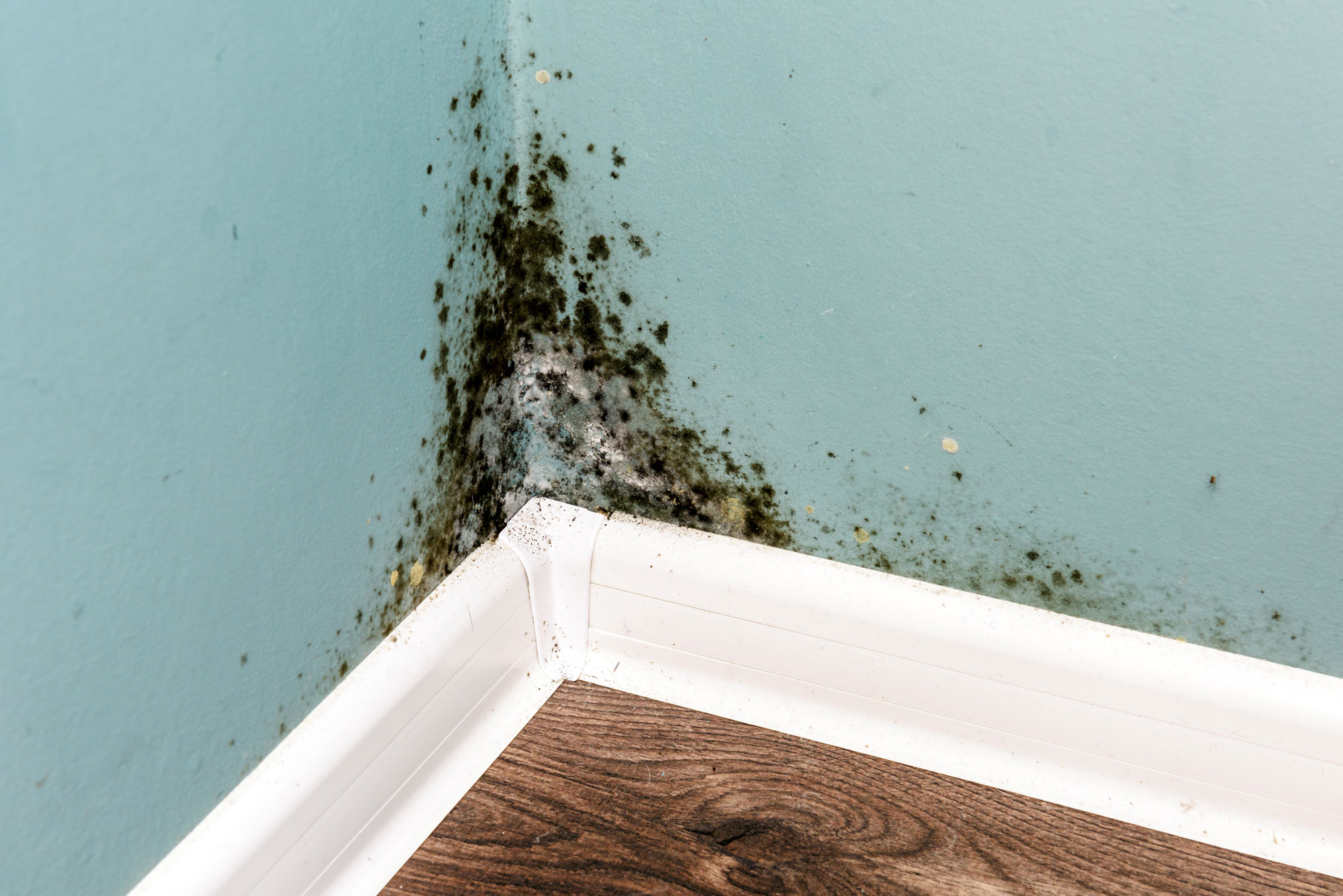 mold removal orange county mold fighter